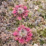Drosera australis Pink flowers red veins, 10+ gemmae