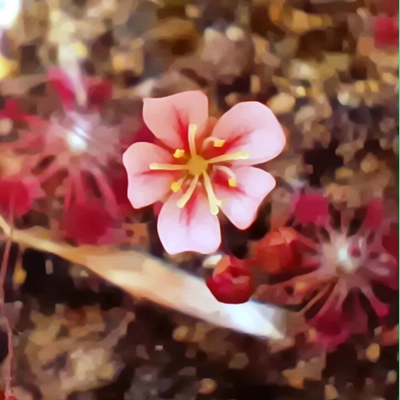Drosera australis Pink flowers red veins, 10+ gemmae