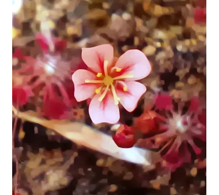 Drosera australis Pink flowers red veins, 10+ gemmae