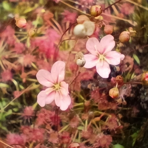 Drosera australis WARRIUP, 10+ gemmae