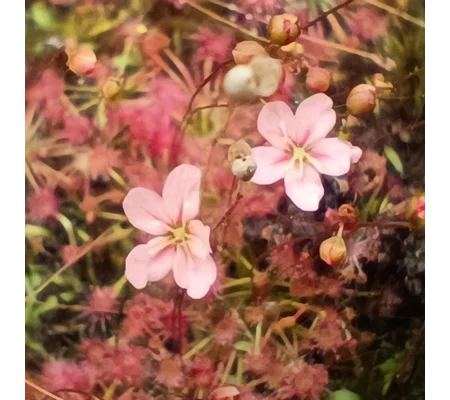 Drosera australis WARRIUP, 10+ gemmae