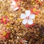 Drosera x badgingarra, 10+ gemmae