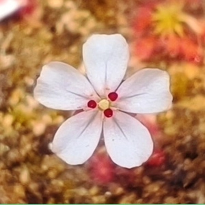 Drosera x badgingarra, 10+ gemmae
