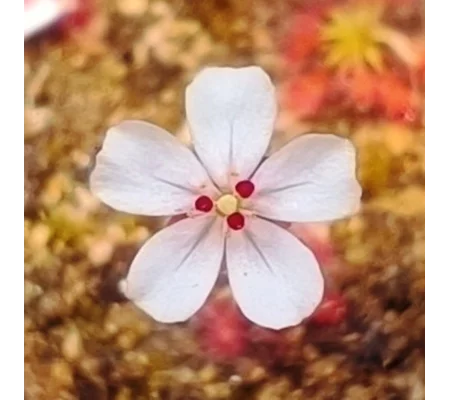 Drosera x badgingarra, 10+ gemmae