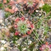 Drosera x badgingarra, 10+ gemmae