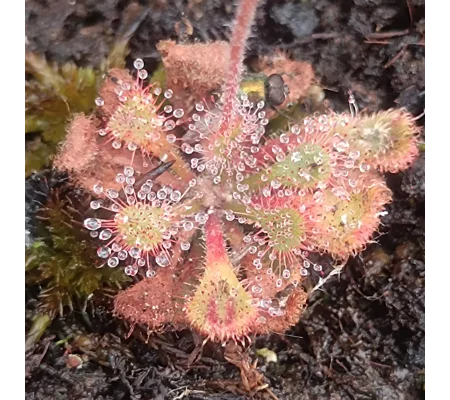 Drosera becqaerti, South Of Kalemba, Democratic Republic Of the Congo, 30 seeds