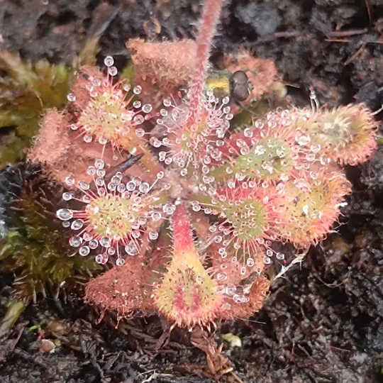 Drosera becqaerti, South Of Kalemba, Democratic Republic Of the Congo, 30 seeds