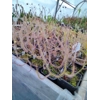 Drosera binata f. multifida
