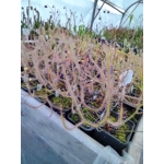 Drosera binata f. multifida