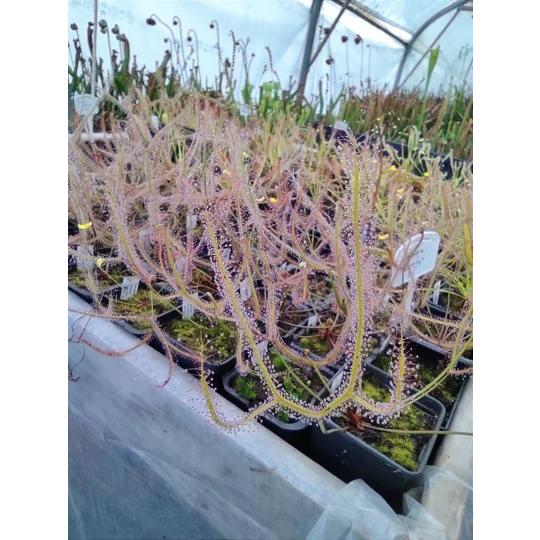 Drosera binata f. multifida