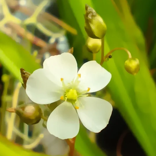 Drosera binata var. multifida, 30 seeds