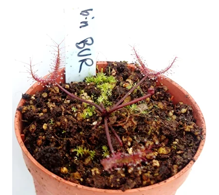 Drosera binata BURGUNDY