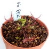 Drosera binata BURGUNDY