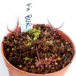 Drosera binata BURGUNDY