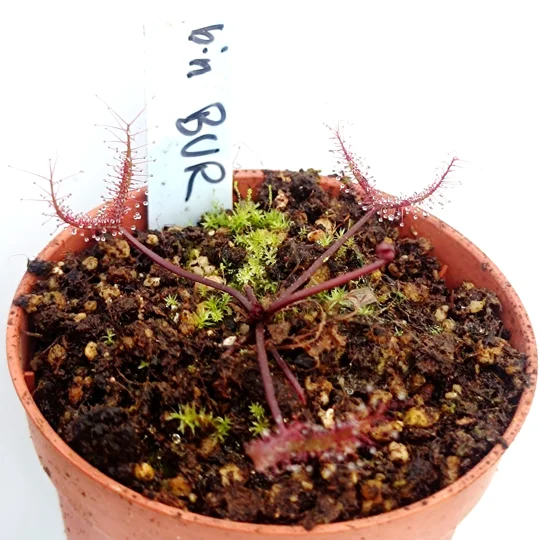 Drosera binata BURGUNDY