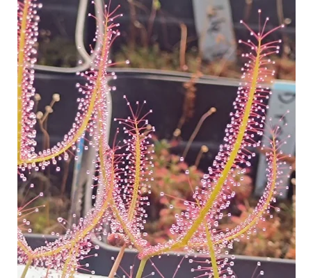 Drosera binata Mix, 50 seeds