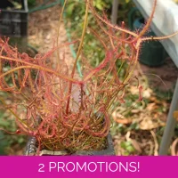 Drosera binata var. multifida, 30 seeds