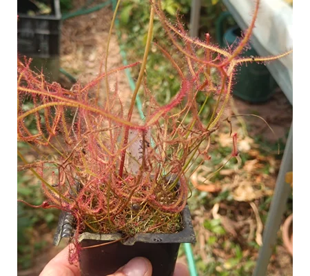 Drosera binata var. multifida, 30 seeds