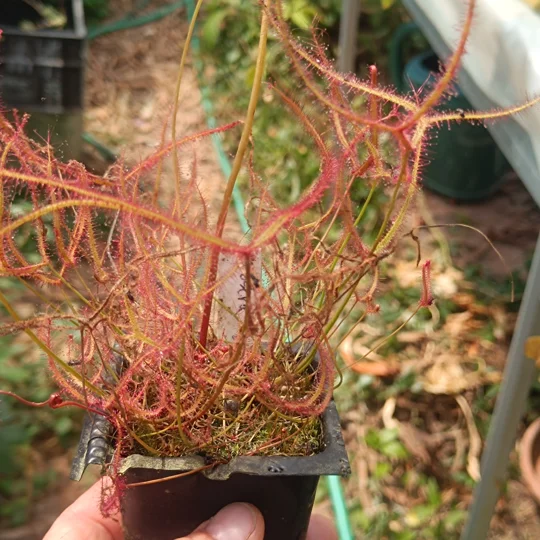 Drosera binata var. multifida, 30 seeds