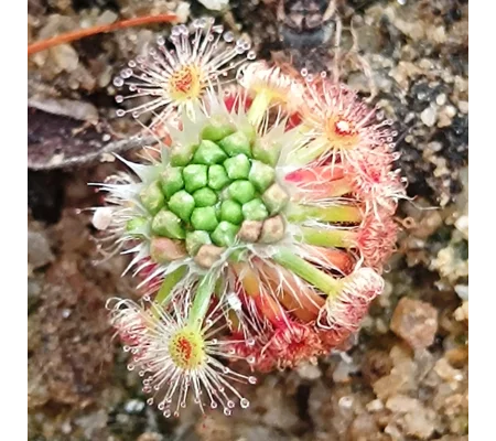Drosera bindoon, 10+ gemmae