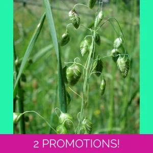 Briza media, 50 seeds