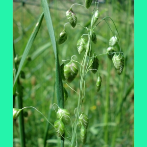 Briza media, 50 seeds