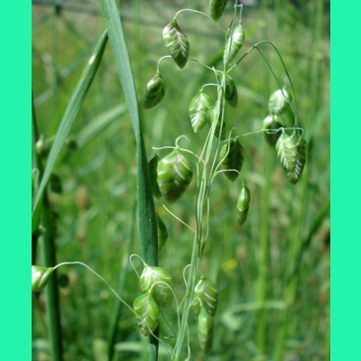 Briza media, 50 seeds