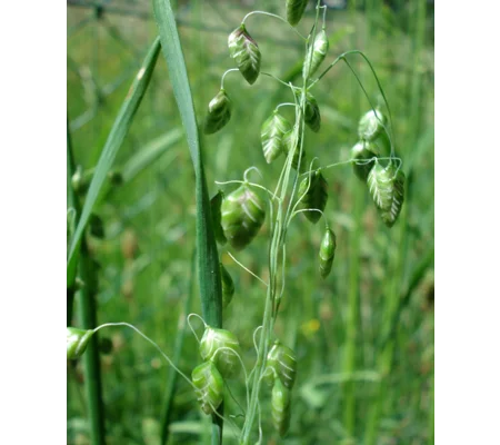 Briza media, 50 seeds