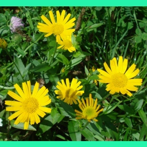 Bupthalmum salicifolium, 30 ..