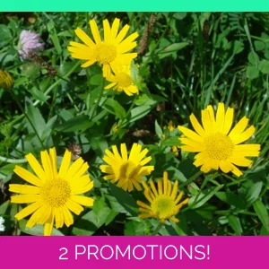 Bupthalmum salicifolium, 30 ..