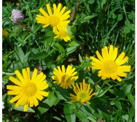 Bupthalmum salicifolium, 30 seeds