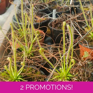 Drosera x californica (..