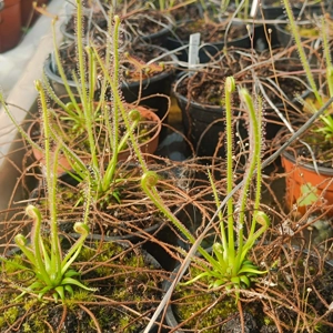 Drosera x californica (subsp. filiformis x subsp. tracy) 'BIG'