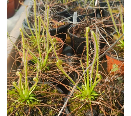 Drosera x californica (subsp. filiformis x subsp. tracy) 'BIG'
