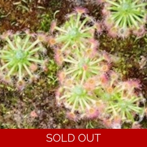 Drosera callistos, 10+ gemmae