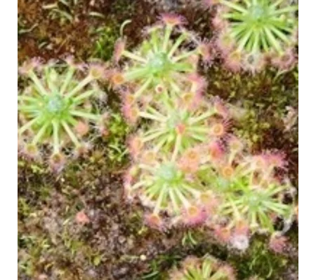 Drosera callistos, 10+ gemmae