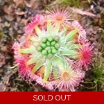 Drosera callistos x lasiantha Dork's Pink, 10+ gemmae