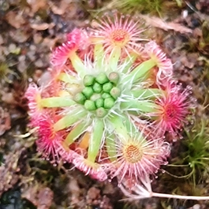Drosera callistos x lasiantha Dork's Pink, 10+ gemmae
