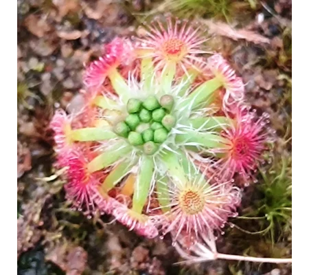 Drosera callistos x lasiantha Dork's Pink, 10+ gemmae