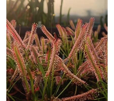 Drosera capensis MIX, 50 seeds