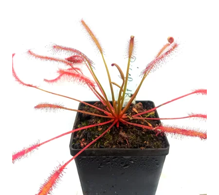 Drosera capensis 'ALL RED'