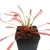 Drosera capensis 'ALL RED'