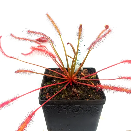 Drosera capensis 'ALL RED'
