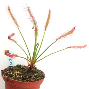 Drosera capensis Dark Maroon
