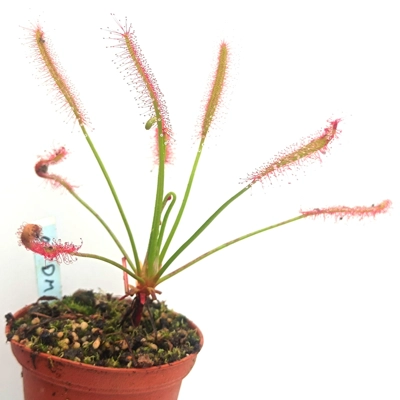 Drosera capensis Dark Maroon