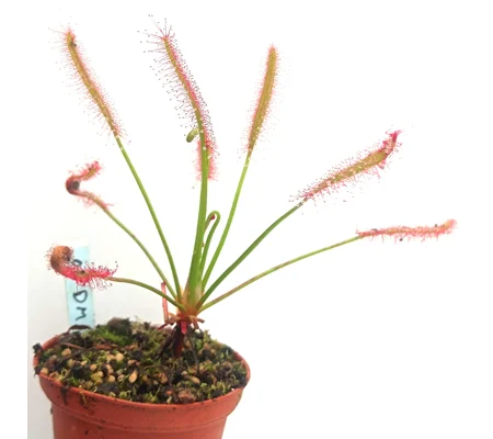 Drosera capensis Dark Maroon