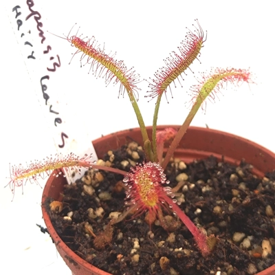 Drosera capensis Hairy Leaves