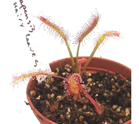 Drosera capensis Hairy Leaves