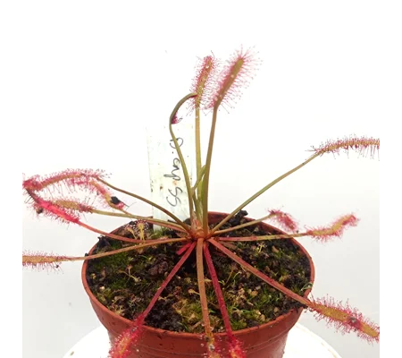 Drosera capensis Spider Seed