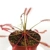 Drosera capensis Spider Seed